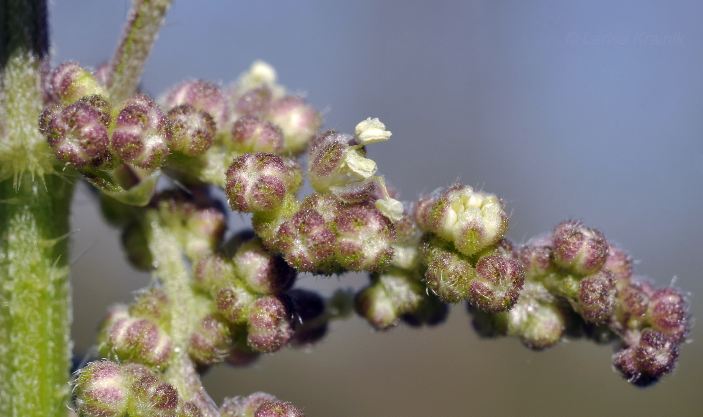 Image of Urtica angustifolia specimen.