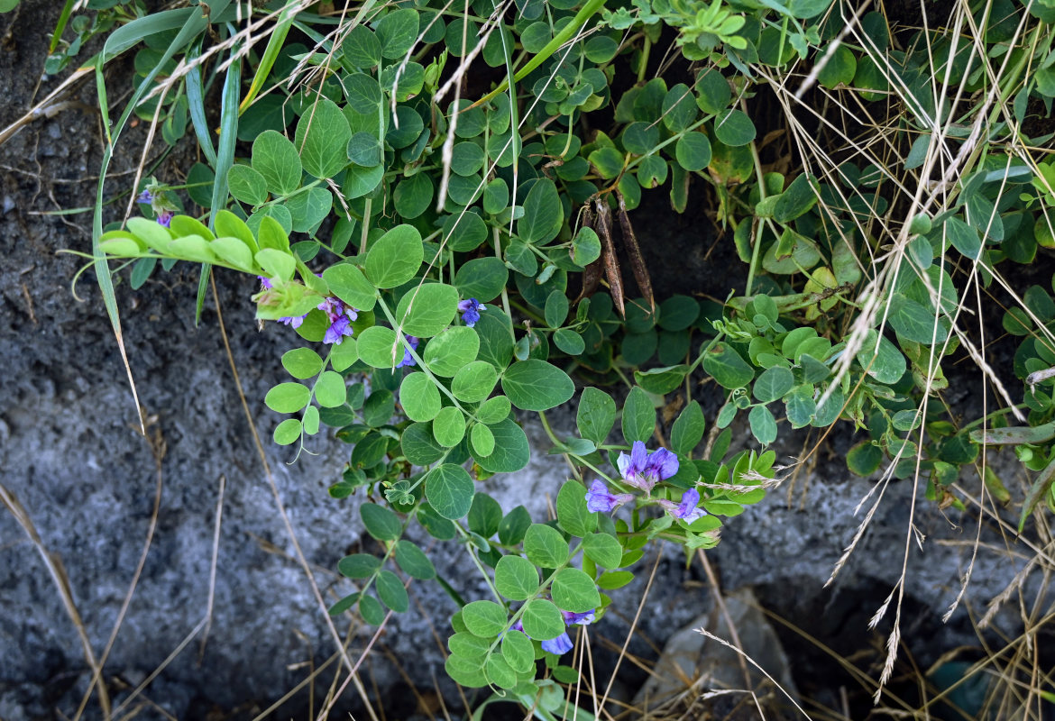 Изображение особи Lathyrus japonicus.