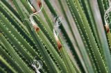 Dasylirion serratifolium