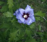 Hibiscus syriacus. Цветок и листья в каплях дождя. Москва, Аптекарский огород, в культуре. 18.09.2022.