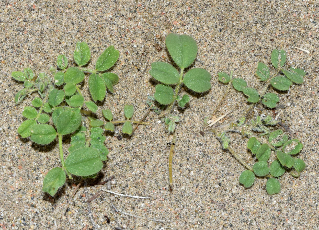 Image of Astragalus arpilobus specimen.