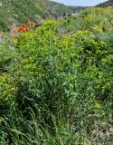 Euphorbia iberica. Цветущие растения. Армения, обл. Арагацотн, гора Арагац, ущелье р. Аркашен, крепость Амберд, ≈ 2300 м н.у.м., луговой склон. 20.06.2022.