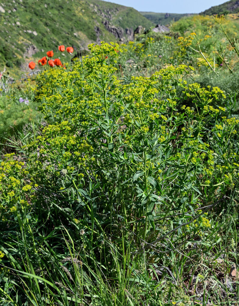 Image of Euphorbia iberica specimen.