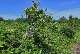 Hydrangea paniculata. Цветущее растение. Курильские о-ва, о-в Кунашир, кальдера вулкана Головнина, берег оз. Горячее, заросли Sasa на опушке смешанного леса. 20.08.2022.