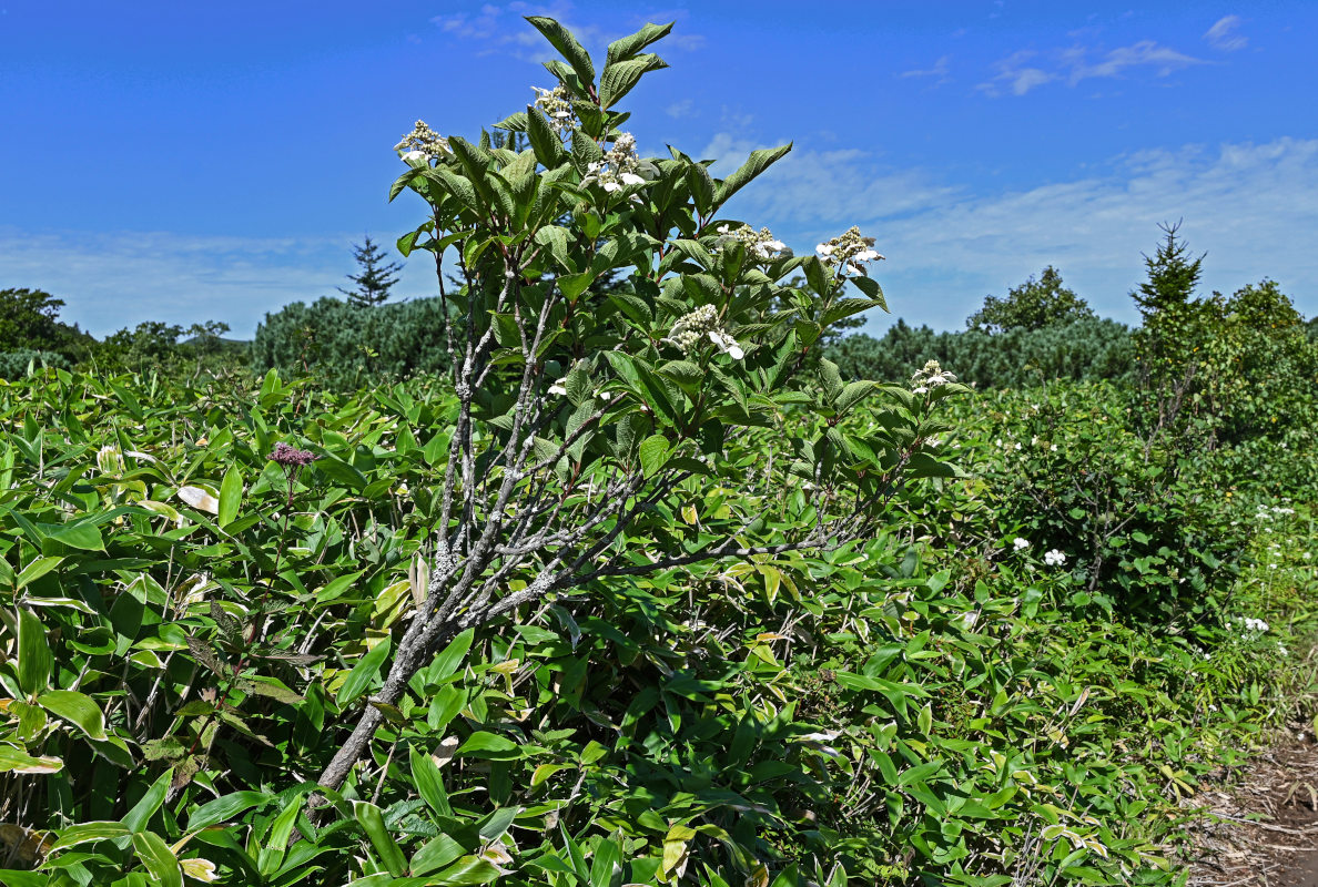 Image of Hydrangea paniculata specimen.