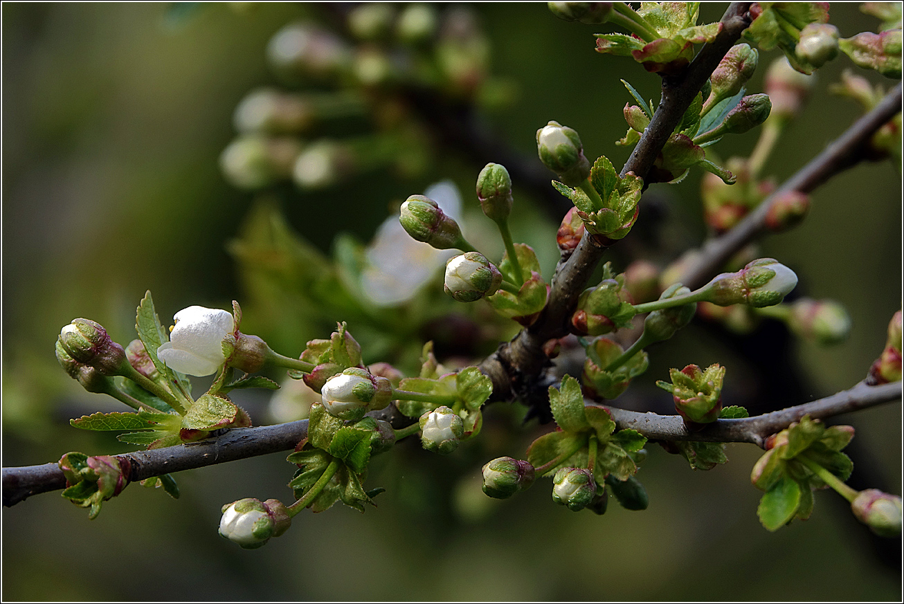 Изображение особи Cerasus vulgaris.