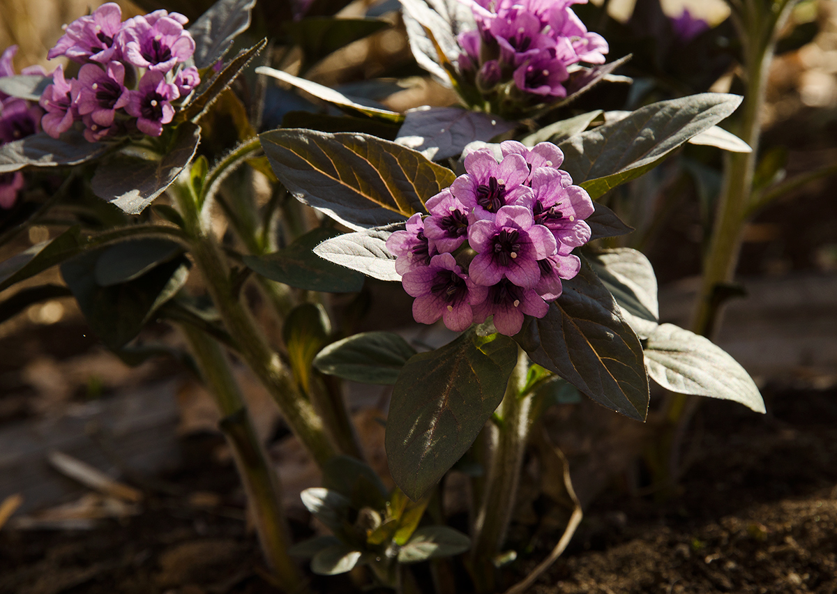 Изображение особи Physochlaina physaloides.