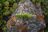 Polypodium vulgare. Вайя с сорусами (вид на абаксиальную поверхность). Кабардино-Балкария, долина р. Баксан, конус выноса реки Курмычи, высота 1610 м н.у.м., на камне. 24 июля 2022 г.