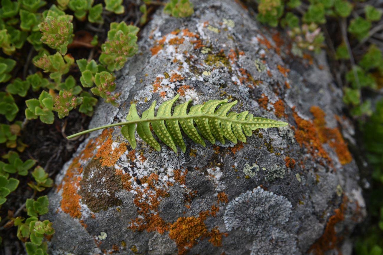 Изображение особи Polypodium vulgare.