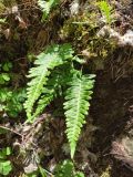 Polypodium vulgare. Спороносящее растение. Карелия, г. Петрозаводск, ур. Чертов Стул. 08.07.2022.