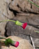 Emilia coccinea. Соцветия. Чили, обл. Valparaiso, провинция Isla de Pascua, г. Hanga Roa, высокой берег океана, сообщество травянистых растений. 08.03.2023.