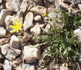 Crepis oreades