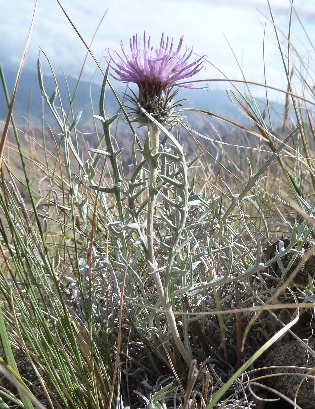 Изображение особи Cousinia caespitosa.