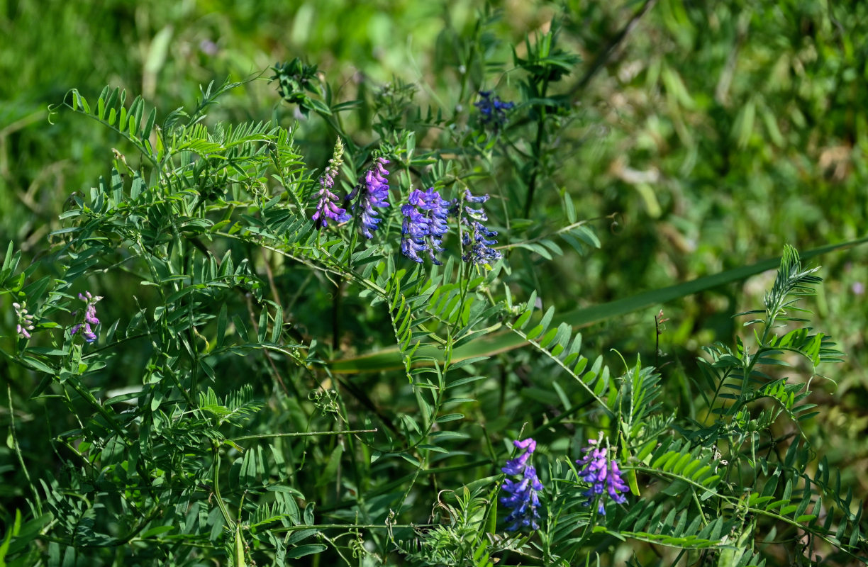 Image of Vicia cracca specimen.