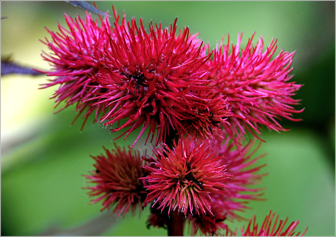 Image of Ricinus communis specimen.