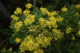 Senecio propinquus. Цветущие растения. Чечня, Шаройский р-н, с. Шикарой, около разрушенных строений, луг. 8 августа 2023 г.