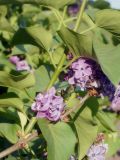 Syringa vulgaris