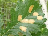 Quercus mongolica
