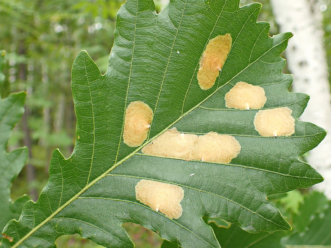 Image of Quercus mongolica specimen.