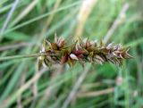 Carex spicata