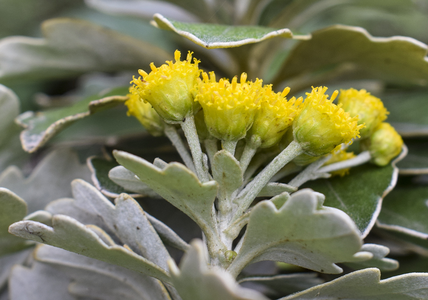 Image of Ajania pacifica specimen.