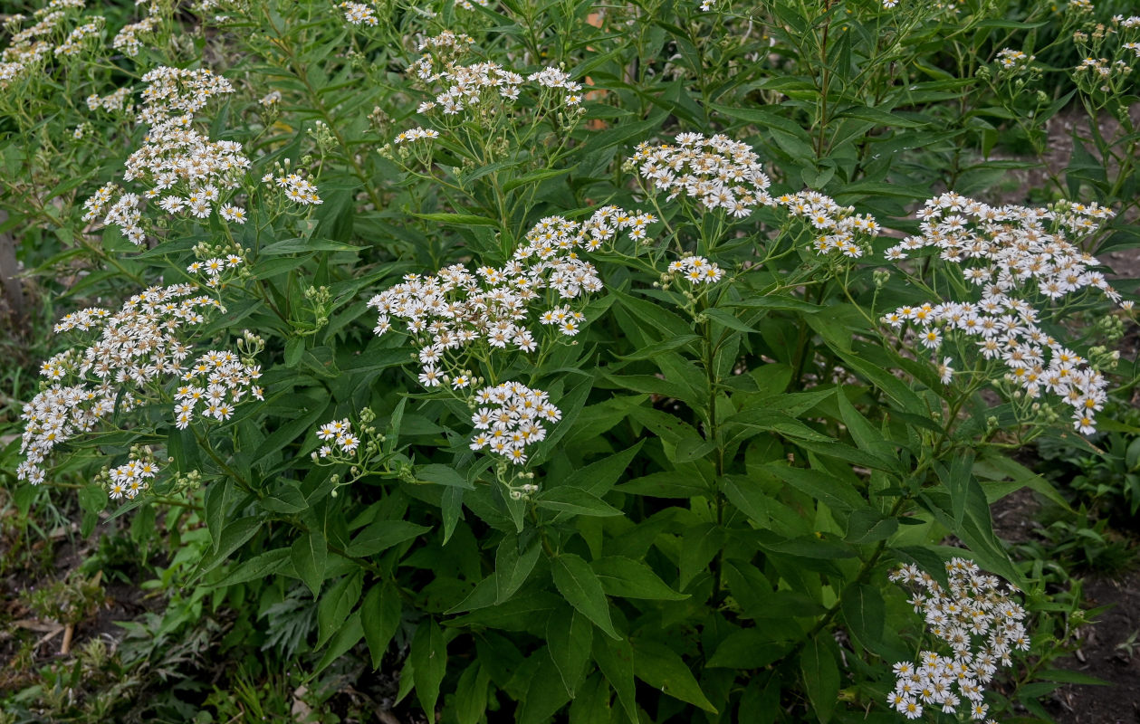 Изображение особи Aster glehnii.