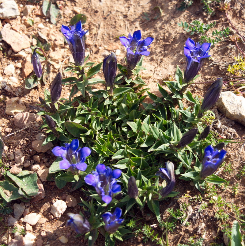 Image of genus Gentiana specimen.