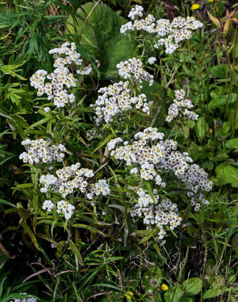 Изображение особи Anaphalis margaritacea.