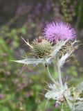 Cirsium argillosum. Развивающееся соцветие и присоцветные листья с муравьями и охотящимся пауком. Чечня, Шаройский р-н, бассейн р. Цесиахк, нижняя часть долины впадающего в р. Цесиахк в селении Цеси левого притока, луг. 11 августа 2923.