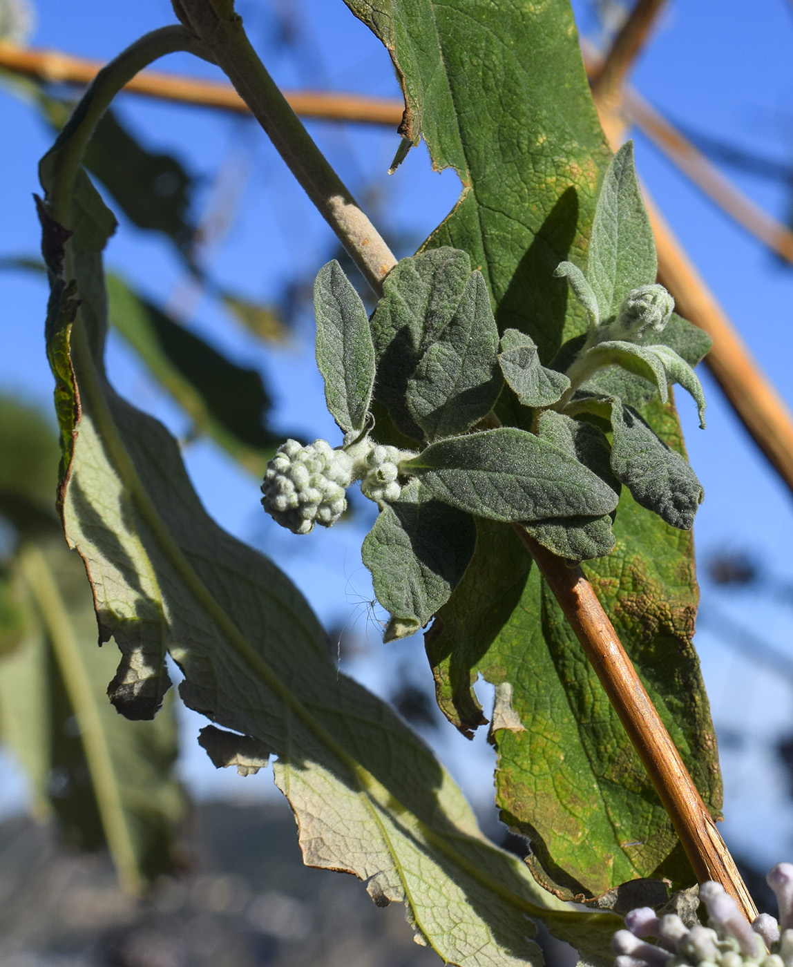 Изображение особи род Buddleja.