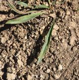 Plantago lanceolata