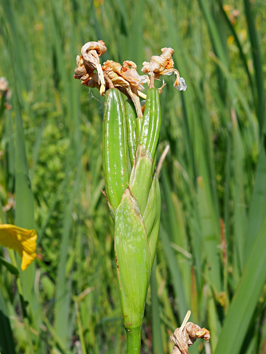 Изображение особи Iris pseudacorus.