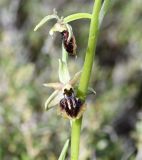 Ophrys alasiatica