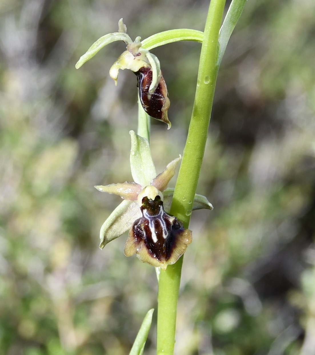 Изображение особи Ophrys alasiatica.