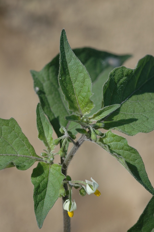 Image of Solanum nigrum specimen.