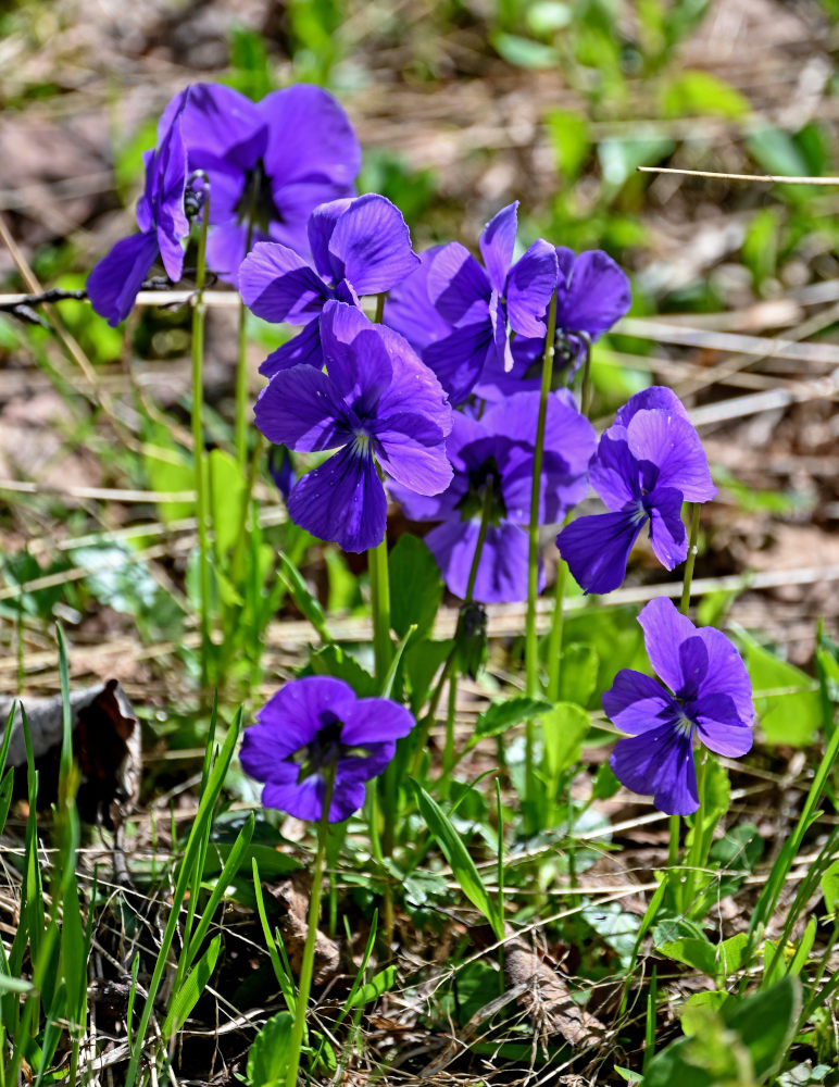 Изображение особи Viola altaica.