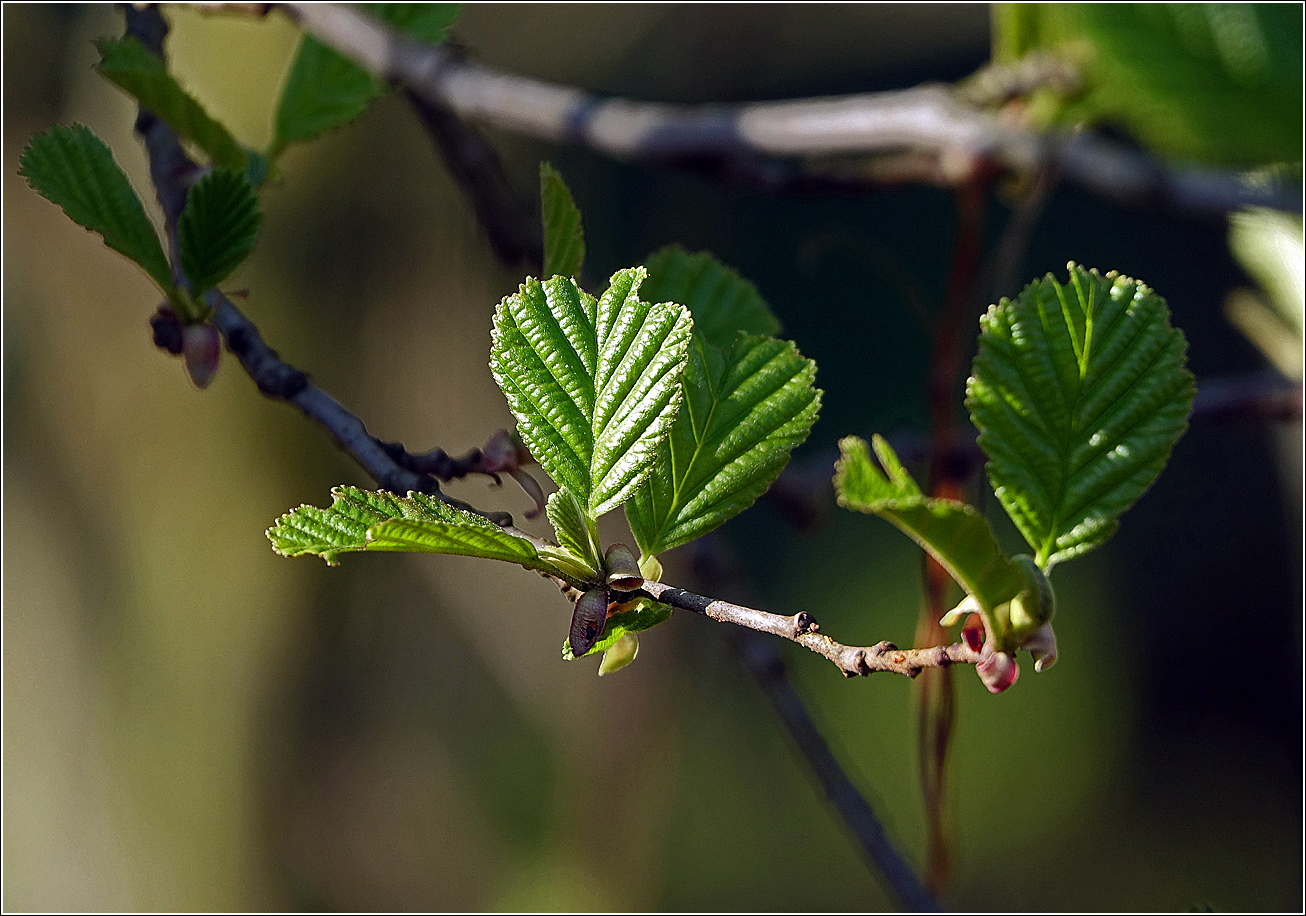 Изображение особи Alnus glutinosa.