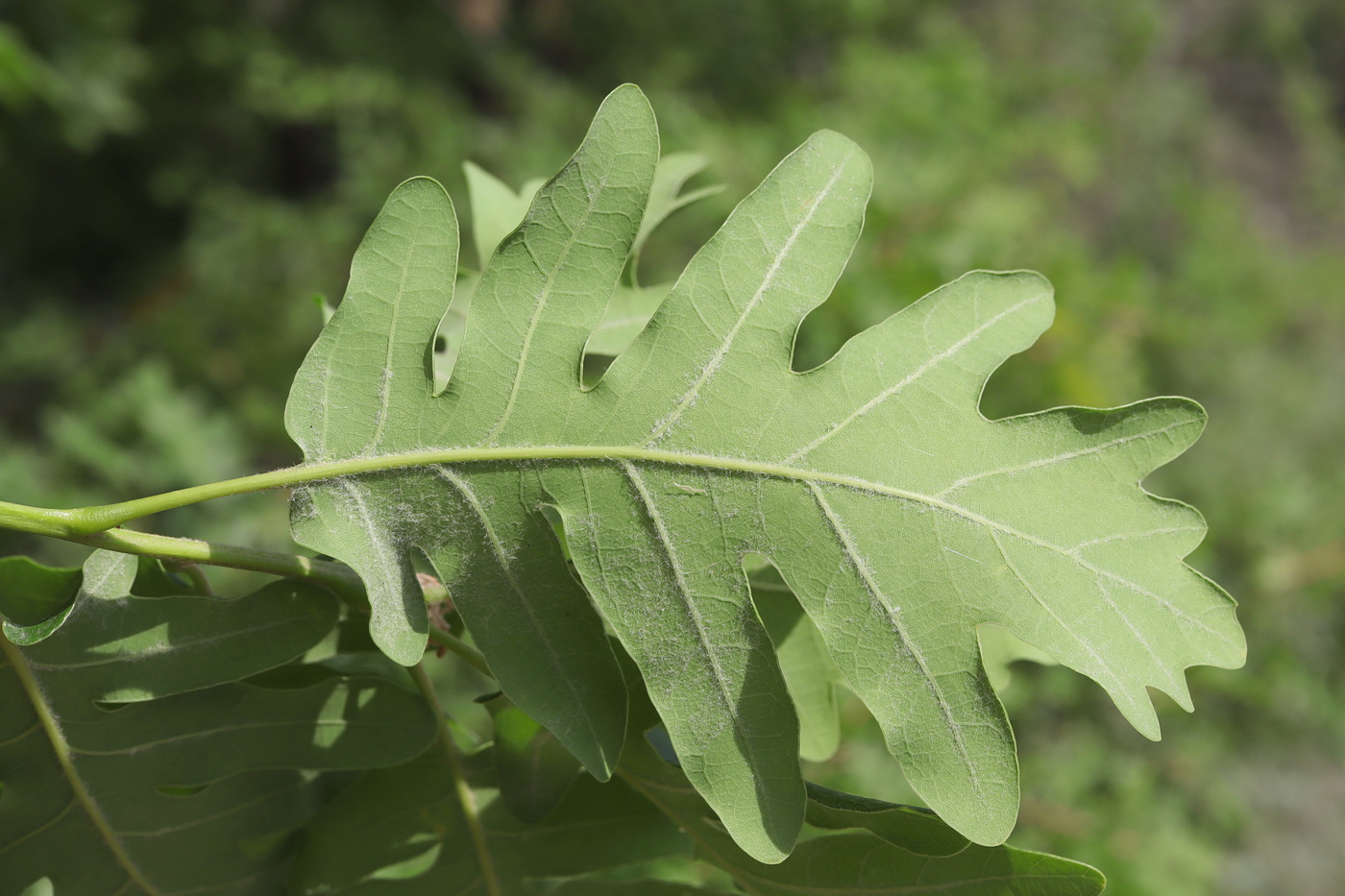 Изображение особи Quercus calcarea.