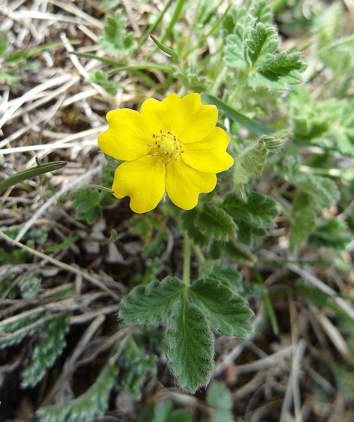 Image of Potentilla evestita specimen.