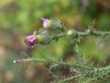 genus Carduus