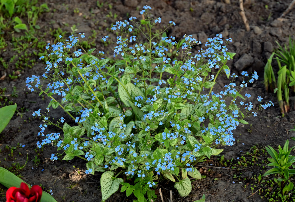 Изображение особи Brunnera macrophylla.