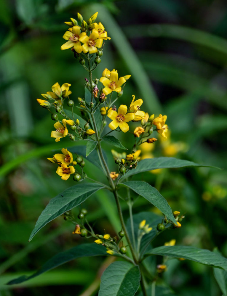 Image of Lysimachia vulgaris specimen.