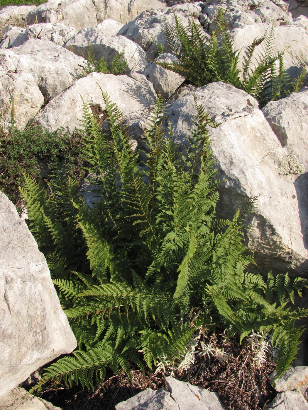 Image of Dryopteris villarii specimen.