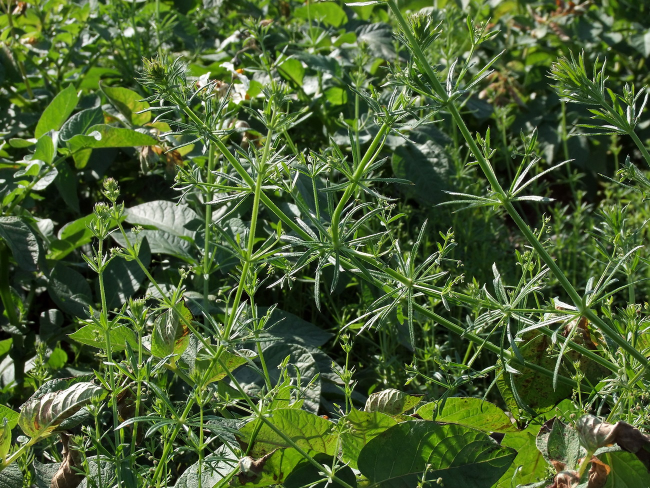 Изображение особи Galium vaillantii.