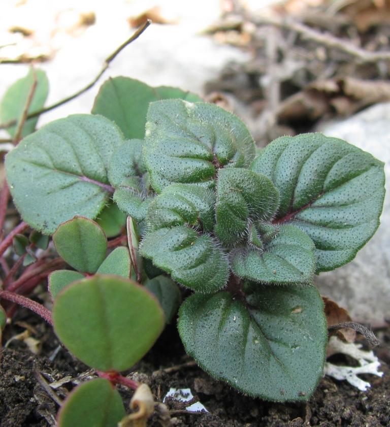 Image of Ziziphora graveolens specimen.