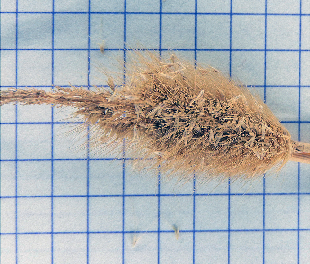 Image of Polypogon monspeliensis specimen.