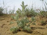 род Artemisia