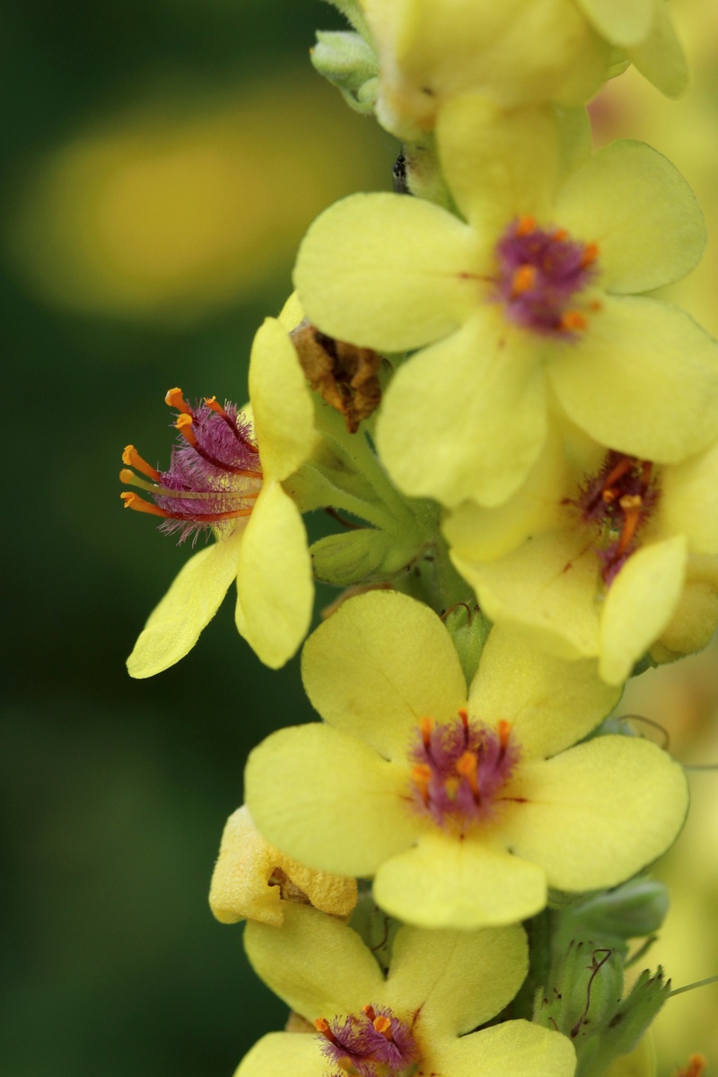 Изображение особи Verbascum nigrum.