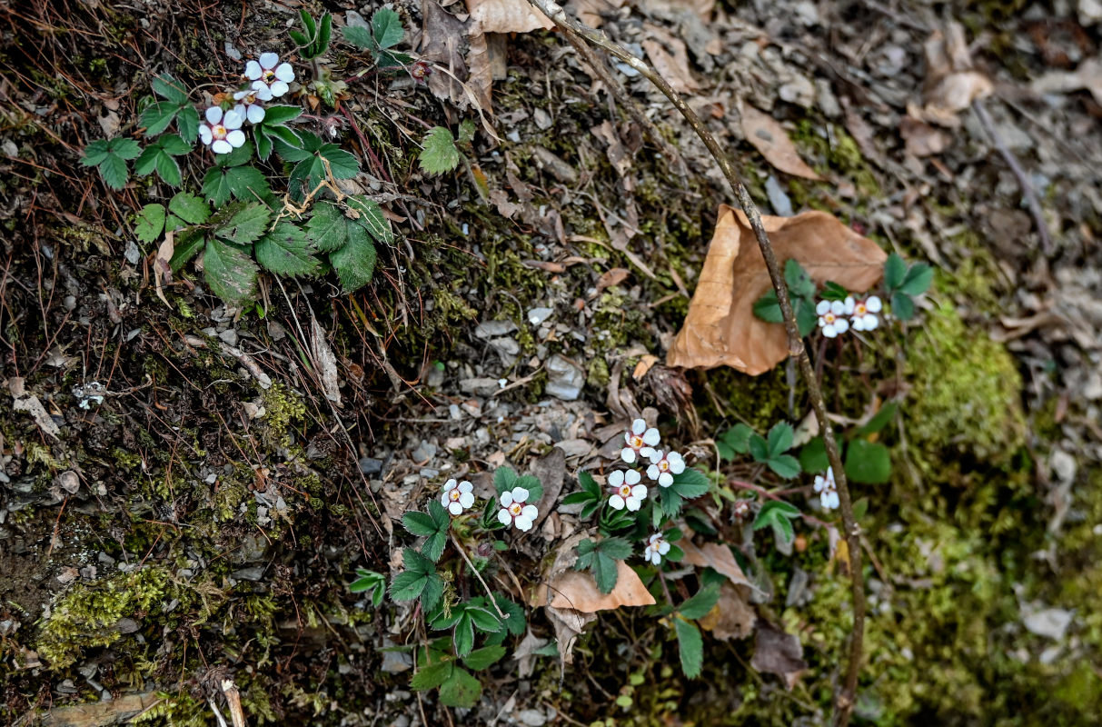 Image of Potentilla micrantha specimen.