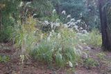 genus Miscanthus
